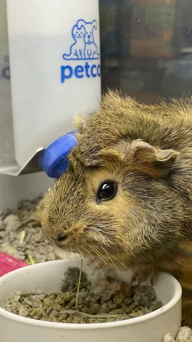 Petco Picture 7