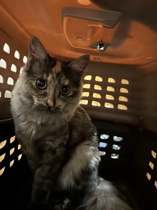 VCA North Country Animal Hospital Picture 2