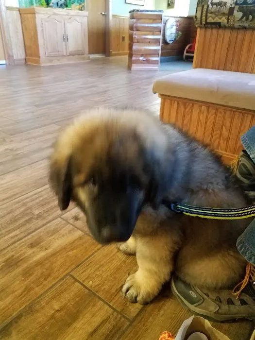 VCA North Country Animal Hospital Picture 7