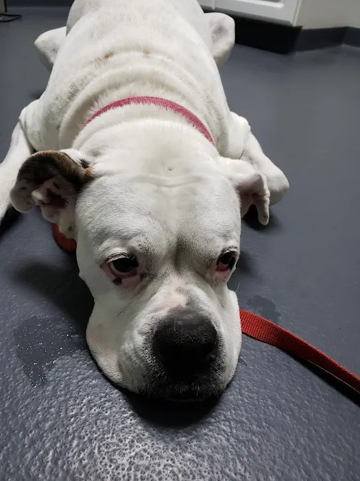 Kirby Veterinary Hospital Picture 5