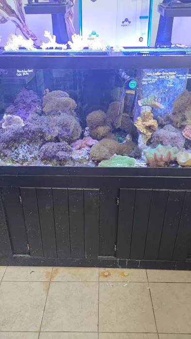 Ocean Design Aquarium Picture 9