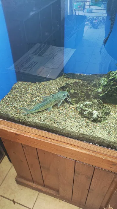 Ocean Design Aquarium Picture 8