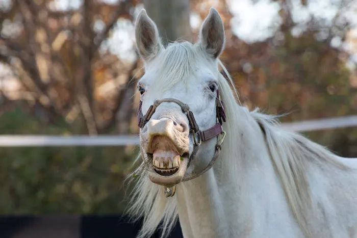 Anderson Equine Veterinary Services Picture 2