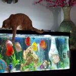 Chicago Discus
