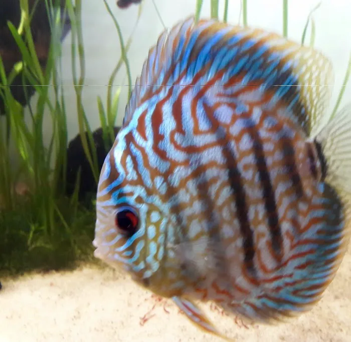 Chicago Discus Picture 7