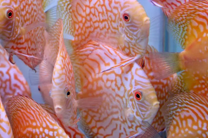 Chicago Discus Picture 3