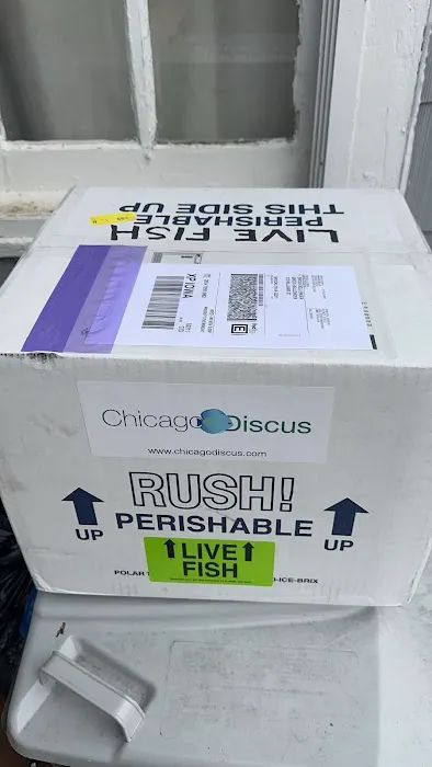 Chicago Discus Picture 2