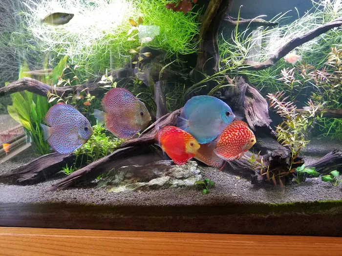 Chicago Discus Picture 10