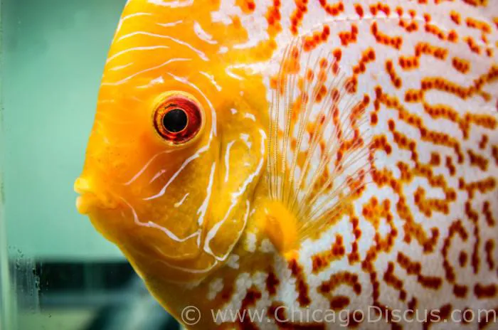 Chicago Discus Picture 9