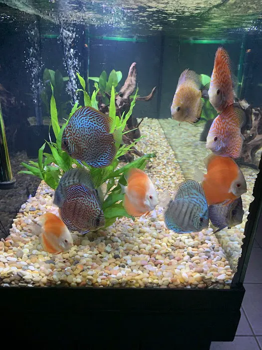 Chicago Discus Picture 6