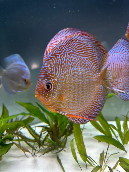 Chicago Discus Picture 8