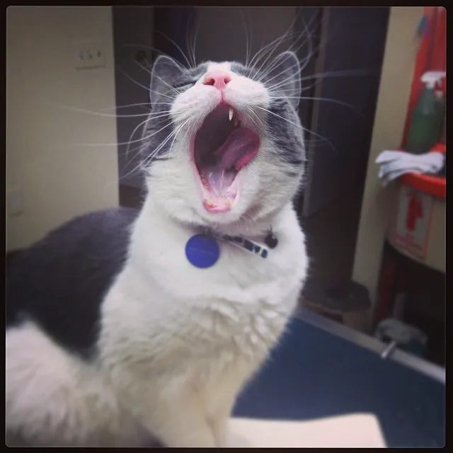 Lebanon Veterinary Hospital Picture 6