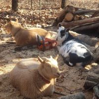 Meadow Hill Veterinary Shoppe ico