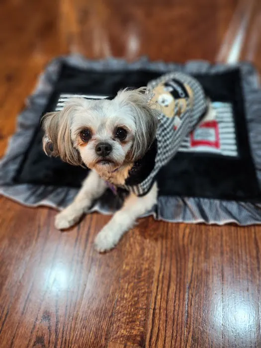 PetTee Apparel - Where Pets Come to Shop Picture 4