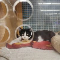 Petco ico