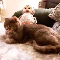 Norwich Veterinary Hospital ico