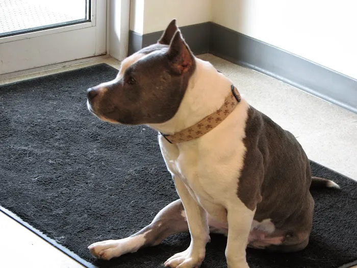 Goodfriends Veterinary Clinic Picture 1