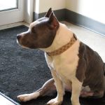 Goodfriends Veterinary Clinic