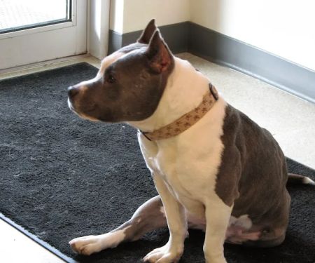 Goodfriends Veterinary Clinic