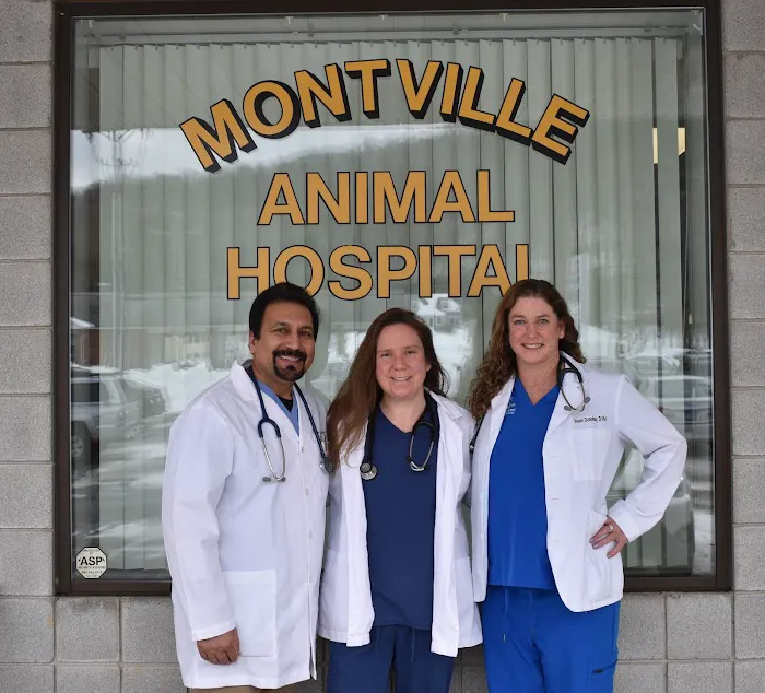 Montville Animal Hospital Picture 10