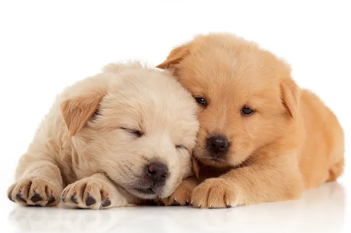 Montville Animal Hospital Picture 5
