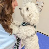 Montville Animal Hospital ico