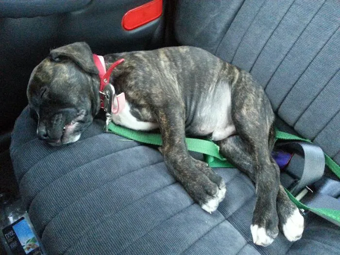 Petco Picture 9