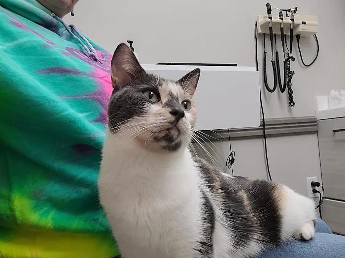 All Friends Animal Hospital Picture 6