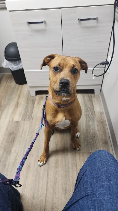 All Friends Animal Hospital Picture 2