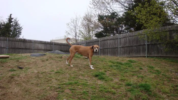VCA New London Animal Hospital Picture 5