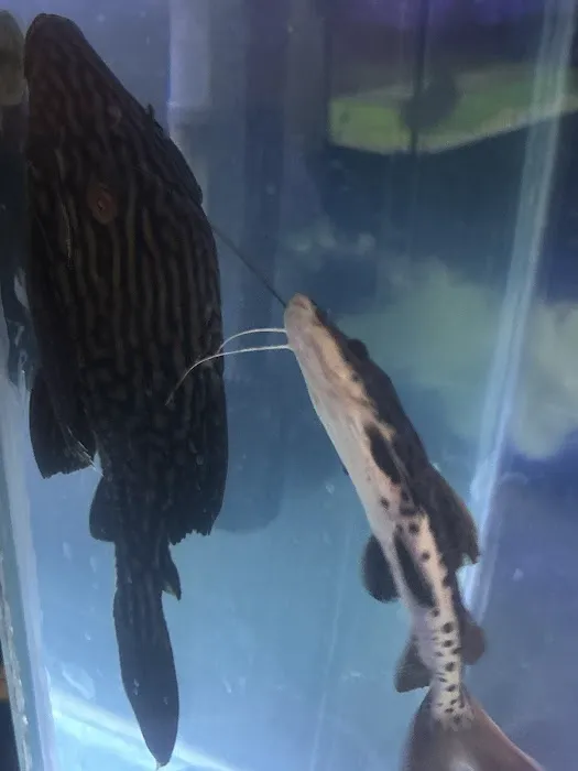 Nation Wide Aquatics Picture 6