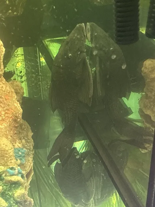 Nation Wide Aquatics Picture 9