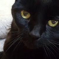 Norwichtown Veterinary Hospital ico