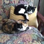 Vetco Vaccination Clinic