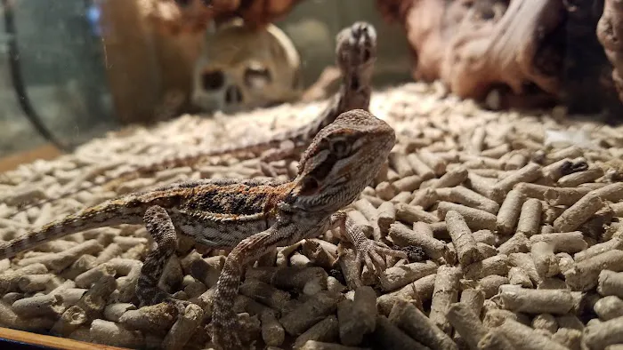 Chicago Reptile House Picture 4