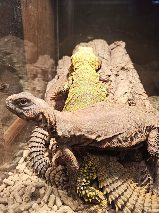 Chicago Reptile House Picture 10