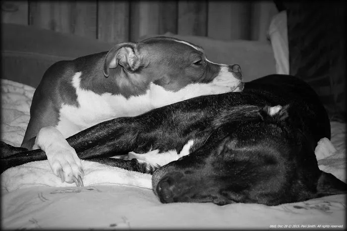 Clark Veterinary Hospital Picture 1