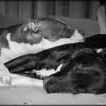 Clark Veterinary Hospital