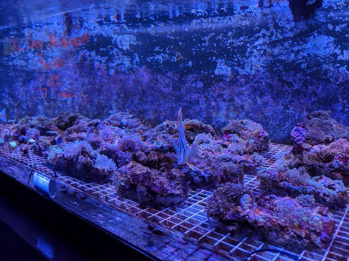 Chicago Fish and Coral Company Picture 8