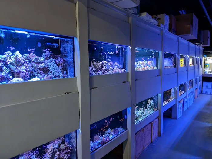 Chicago Fish and Coral Company Picture 7