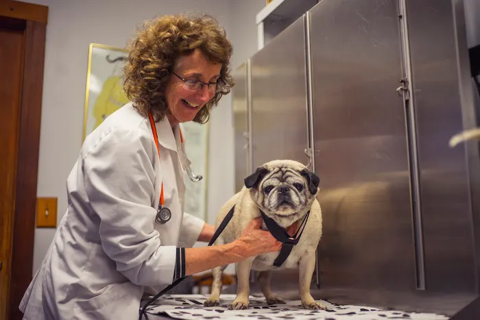 Niantic Animal Hospital Picture 9