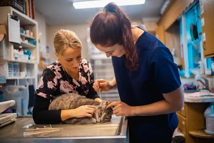 Niantic Animal Hospital Picture 6