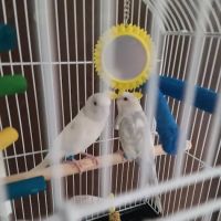 Chicago Bird House ico