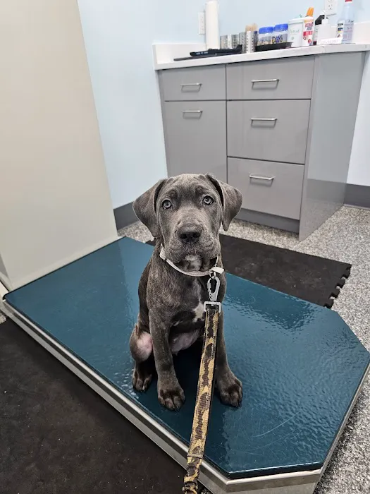 Longmeadow Veterinary Clinic Picture 2