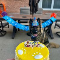 Joy's Best Friends Best Bites ico