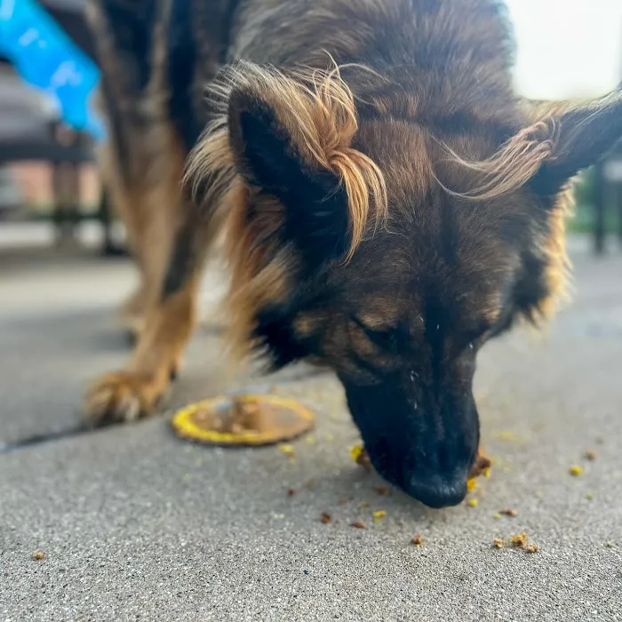 Joy's Best Friends Best Bites Picture 2