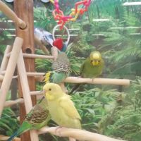 Petco ico