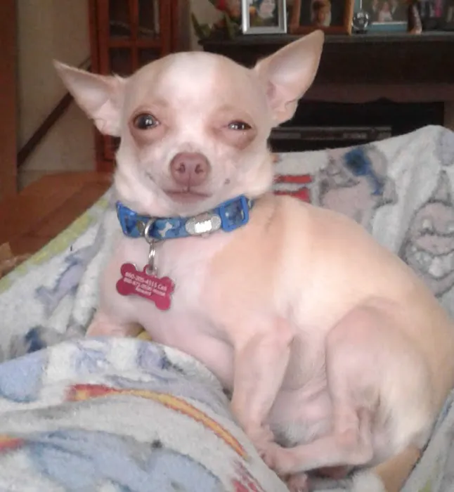 Companion Animal Dental Services Picture 3