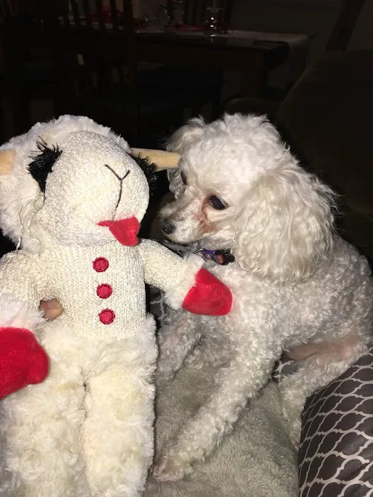 Companion Animal Dental Services Picture 2