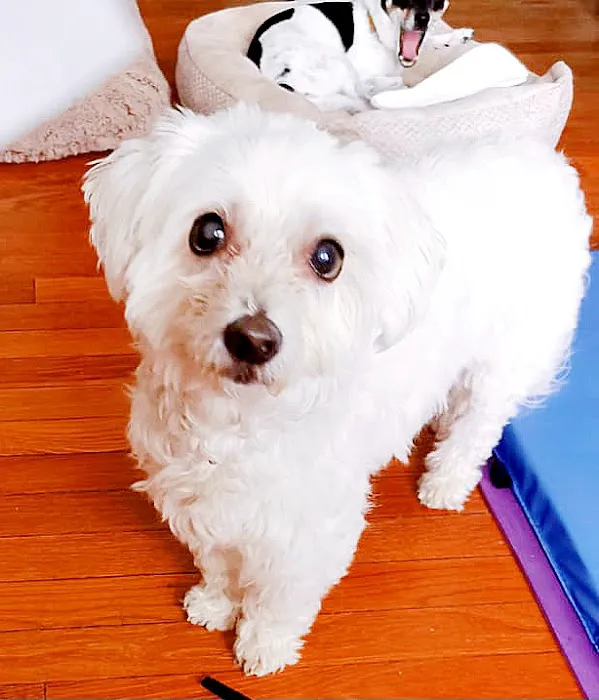 Companion Animal Dental Services Picture 4